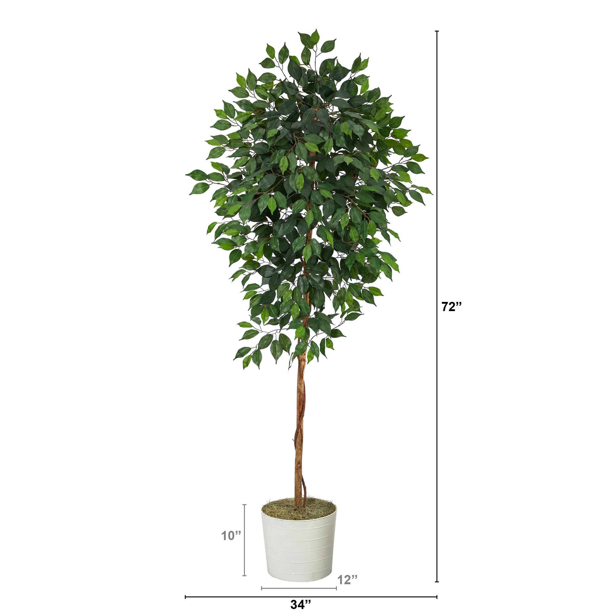 6ft. Ficus Tree in White Tin Planter